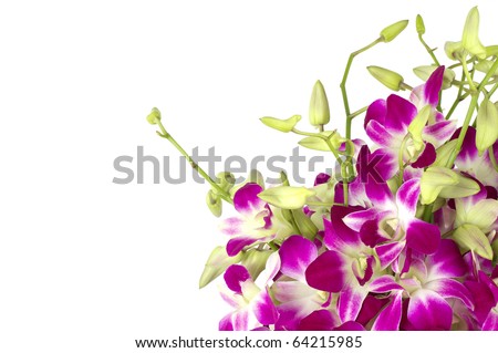 Purple orchids close-up with copy space on white.