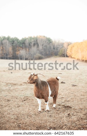 Goat Stands in a Field