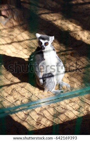 ring-tailed lemur in a cage in the zoo