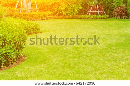 Green lawn, the front lawn for background, garden landscape design