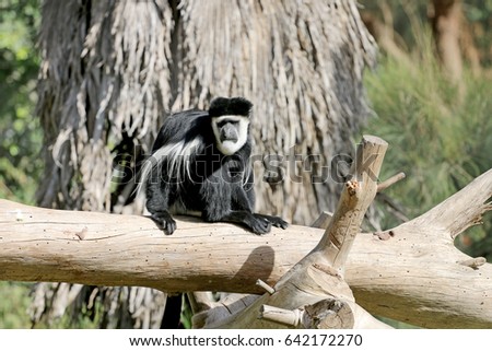 Black sloth sitting on wooden deck