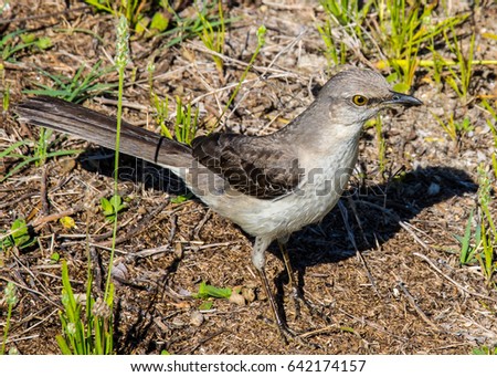 A detailed close up of a northern mockingbird 