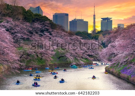 cherry blossom or sakura japan at Chidorigafuchi park this area is popular sakura spot at Tokyo, Japan. Travel in japan concept.