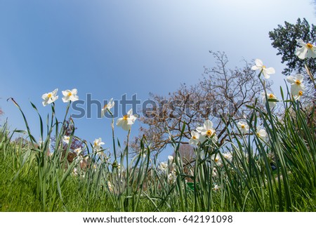 The Beautiful White And Yellow Color Narcissus Daffodils Flower Blooming In The Claude Monet Garden In Giverny, Northern France Taken By Fisheye Lens.