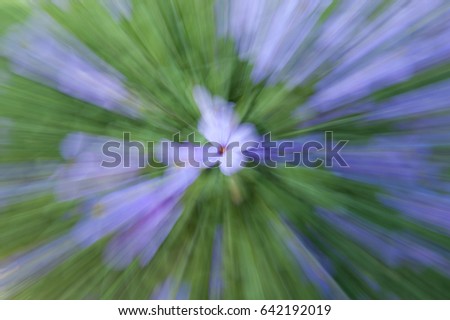 A Beautiful Purple Color Flowers Taken With Zoom Blur Technique