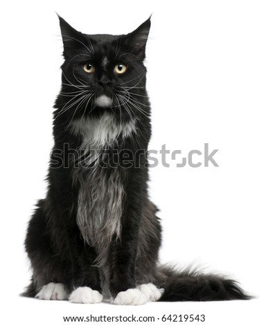 Maine Coon cat, 15 months old, sitting in front of white background