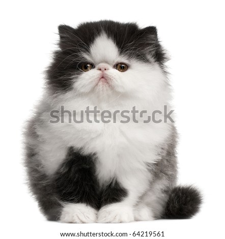 Persian Kitten, 10 weeks old, sitting in front of white background