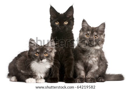 Maine Coon Kittens, 12 weeks old, sitting in front of white background