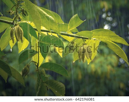 Bright tropical plant and green leaf with flower and heavy rain in monsoon season