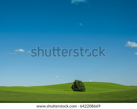 one tree in a green field with blue sky