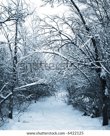 Snow-covered path in winter forest. Tinted picture