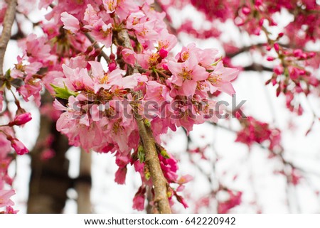 Sakura in japan
