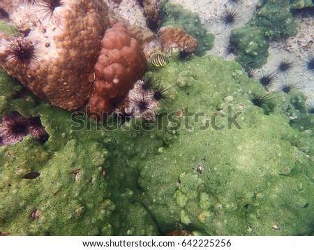 The beautiful underwater world with corals and fish, Chumphon, Thailand.  