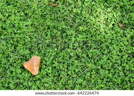 Small brown leaf fall down on brilliant green grass.Top view.Copy space for text on right.