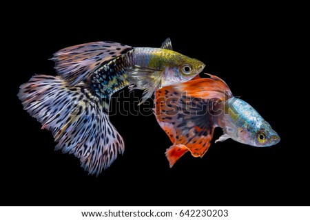 Isolate guppy fish while swiming on blackground. Royalty-Free Stock Photo #642230203