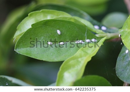 Plant louse on green leaves closeup macro background. Aphid. Aphis
