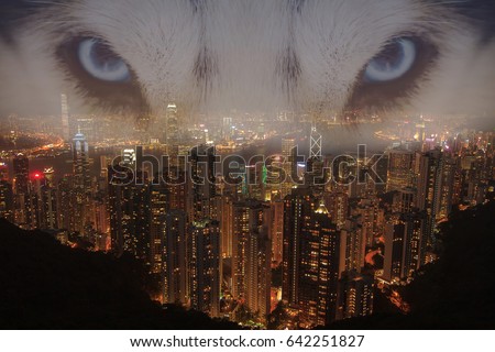 Double exposed Blue Husky eyes viewing the city. Victoria Peak Panorama scenery. Royalty-Free Stock Photo #642251827