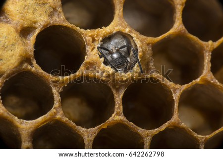 Hatching new bee (Apis mellifera), microscopic picture