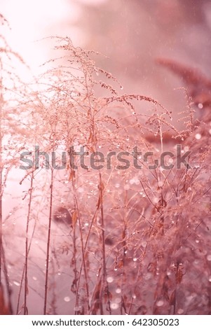  autumn brown grass in raindrops.Plant background. In pink and brown tones