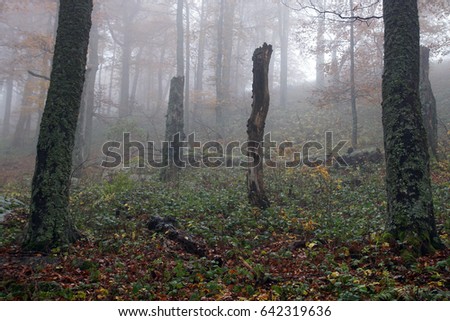 foggy and mystical forest