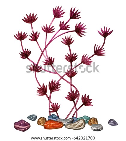 Watercolor red seaweed, stones isolated on white background