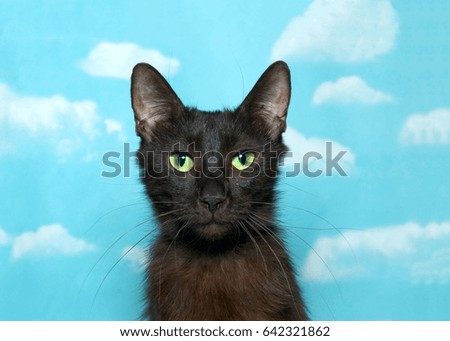Portrait of one black and brown cat with vibrant green eyes looking at viewer. Blue background sky with clouds.
