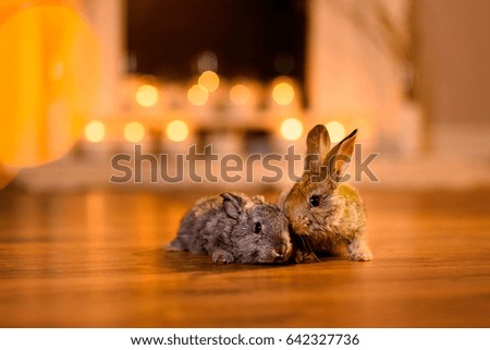 A couple of two lovely bunnies on a wooden floor of a cozy room. The fireplace behind them.
