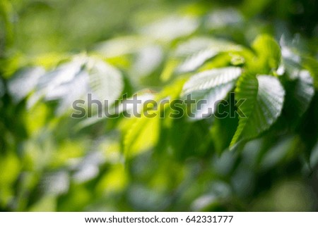 Natural green Leaf Background with sunshine