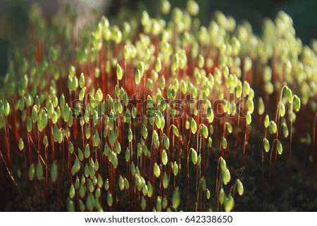 Pohlia moss (Pohlia nutans), selective focus