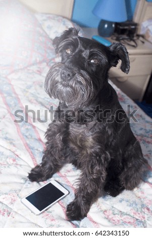 Black dog with mobile phone on the bed