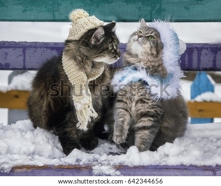 Cats on a winter walk