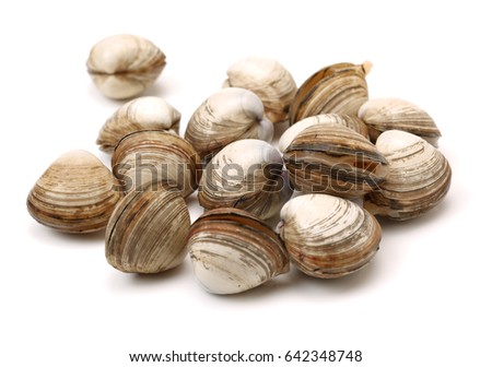 fresh raw Surf clam on white background