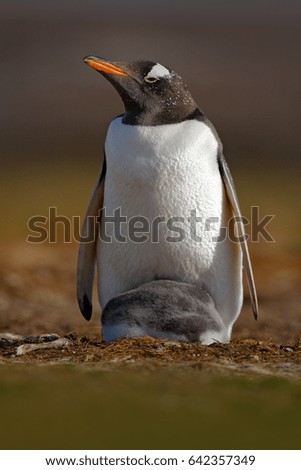 Penguin with young in the nest. Wildlife behavior scene from nature. Breeding season on Falkland Islands.