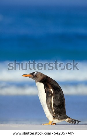 Gentoo penguin with dark blue sea, Falkland Islands. Wildlife scene from wild nature. White beach with wave and bird.