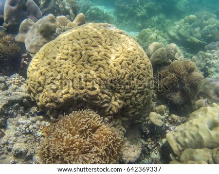 Big grooved brain coral grow and  the coral reef under the sea Thailand Underwater picture   in the nature and soft focus and for background 