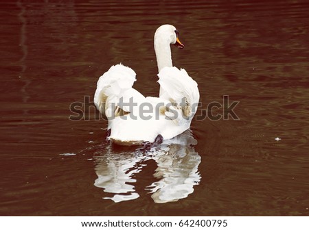Beautiful Swans - Cygnus in the water. Bird scene. Beauty in nature. Red photo filter.