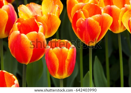 Beautiful Tulip Flower in Garden