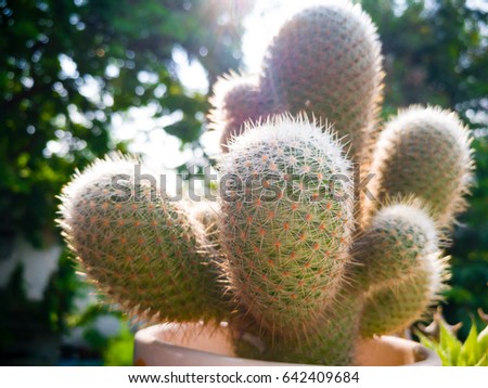 The blooming cactus on balcony in the afternoon light, Light falling on cactus, beautiful cactus in a sunny day, Cactus with thorns