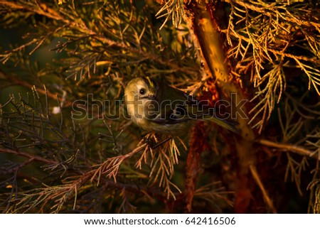 Forest and bird. Red yellow nature background. 
Goldcrest / Regulus regulus 
