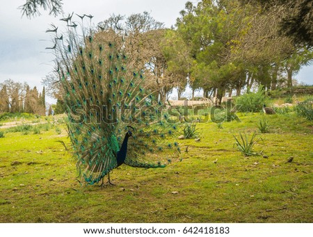 Peacocks walking in the garden at Mount Filerimos on Rhodes island in Greece