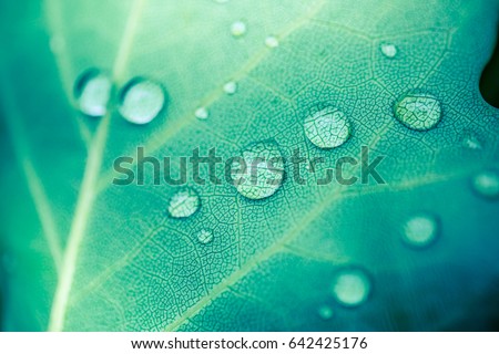 Beautiful details of nature. Morning dew drops on fresh green leaf