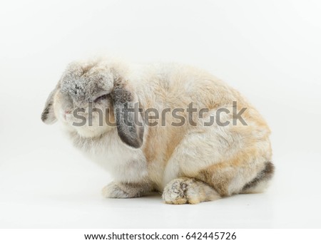 Holland lop gray cute bunny with white background ,side view 