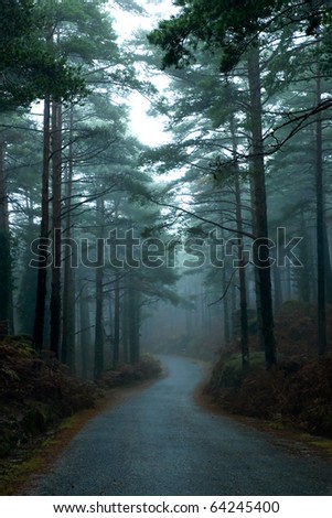 Path through a forest with high trees and mist