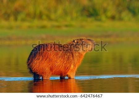 Wildlife from Brazil. Capybara, Hydrochoerus hydrochaeris, the biggest mouse in the water with evening light during sunset, Pantanal, Brazil. Wildlife scene from nature.