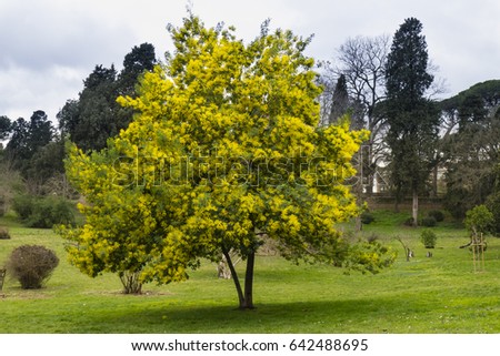 Yellow flowers of acacia dealbata, silver, blue wattle, mimosa tree in full bloom. Royalty-Free Stock Photo #642488695