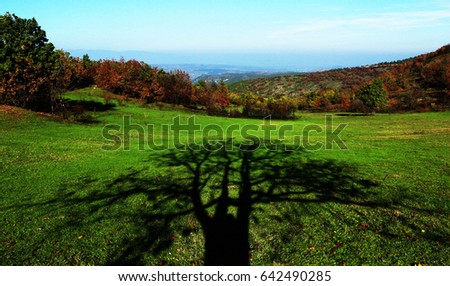 Shadow tree