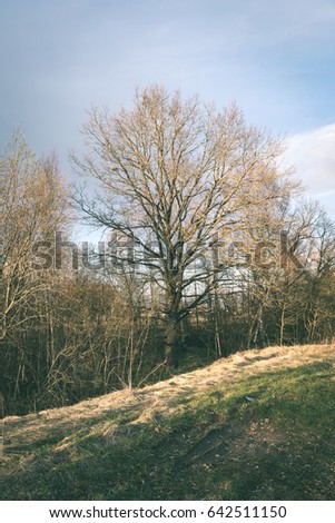 trees against blue sky with branches wide spread. spring motives - vintage film effect
