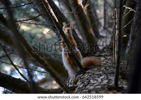 Curious squirrel on a branch