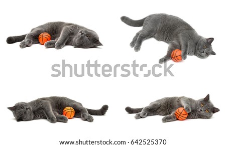 gray cat (breed scottish-straight) with a ball on a white background. horizontal photo.