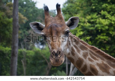 Giraffe head looking in green forest